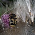 Der Pinselkäfer (Trichius fasciatus) lässt sich bauchpinseln! -  - Trichie fasciée.