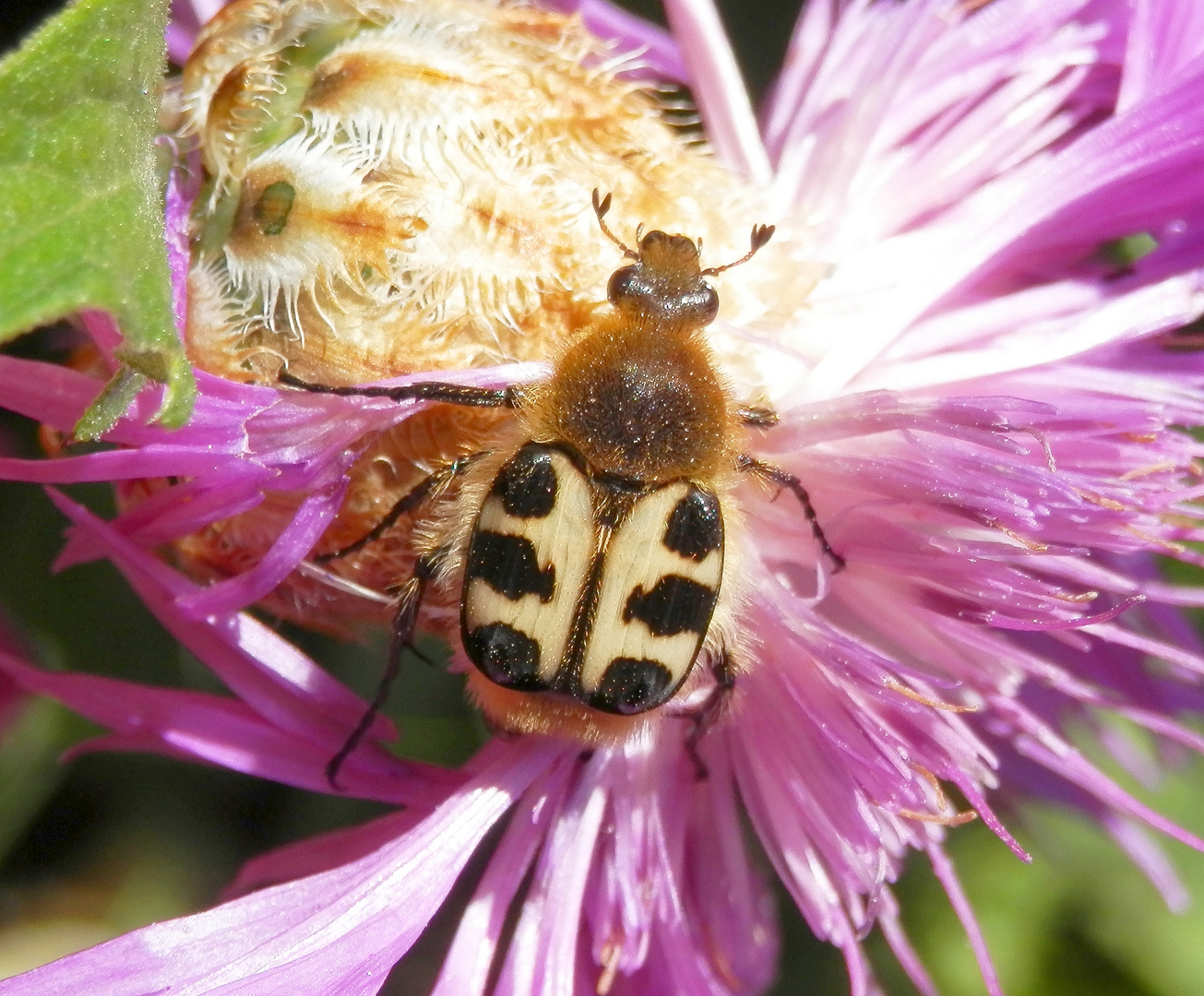 Der Pinselkäfer war wieder da - Trichius zonatus