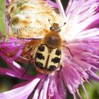 Der Pinselkäfer war wieder da - Trichius zonatus