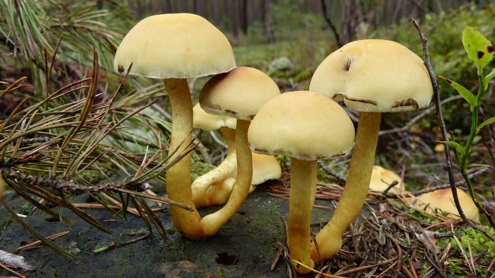 Der Pioppino Foto & Bild pflanzen, pilze & flechten, pilze & flechten