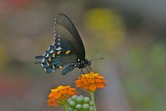 Der Pipevine Swallowtail (Battus philenor)...