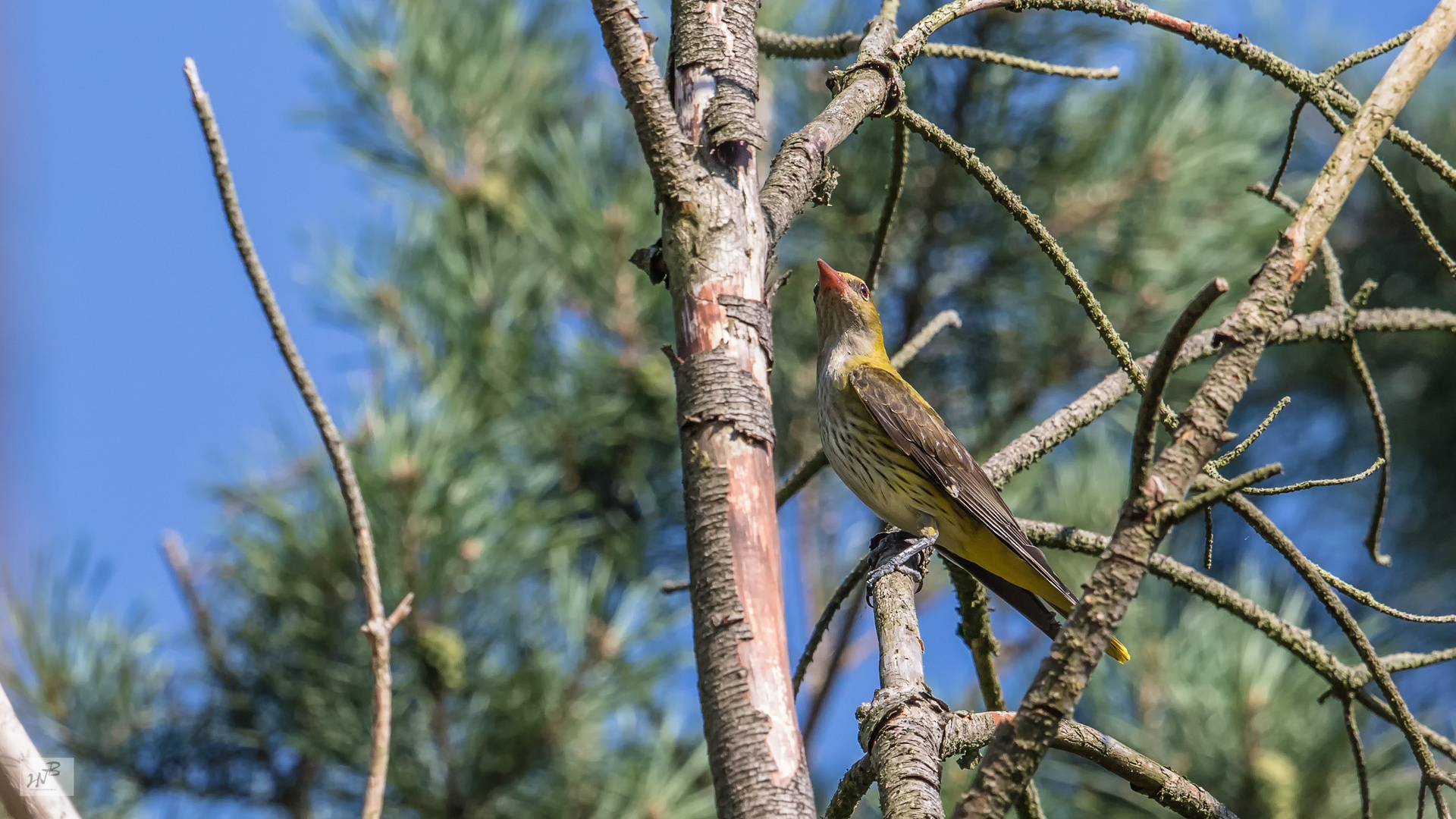 Der Pirol (Oriolus oriolus) weiblich