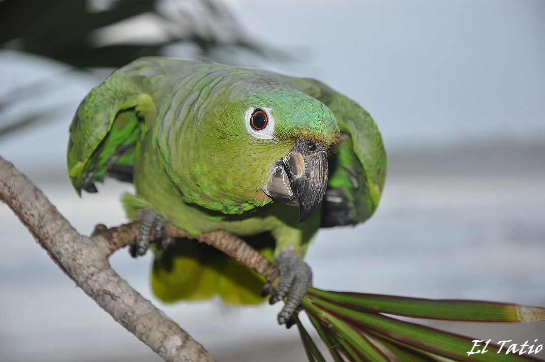Der plappernde Papagei von Cahuita