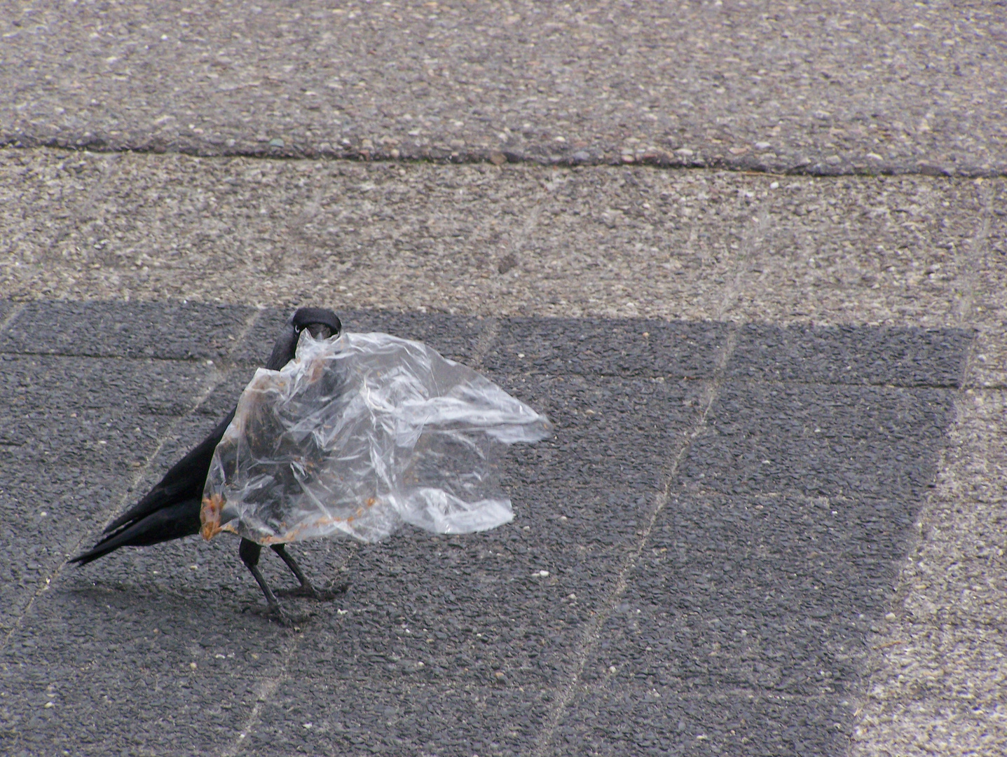 Der Plastikvogel