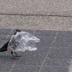 Der Plastikvogel