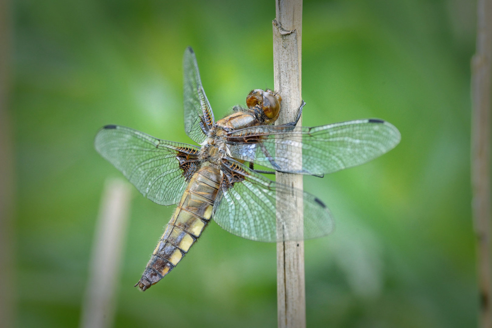 Der Plattbauch (Libellula depressa)