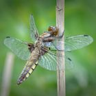 Der Plattbauch (Libellula depressa)