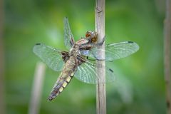 Der Plattbauch (Libellula depressa)