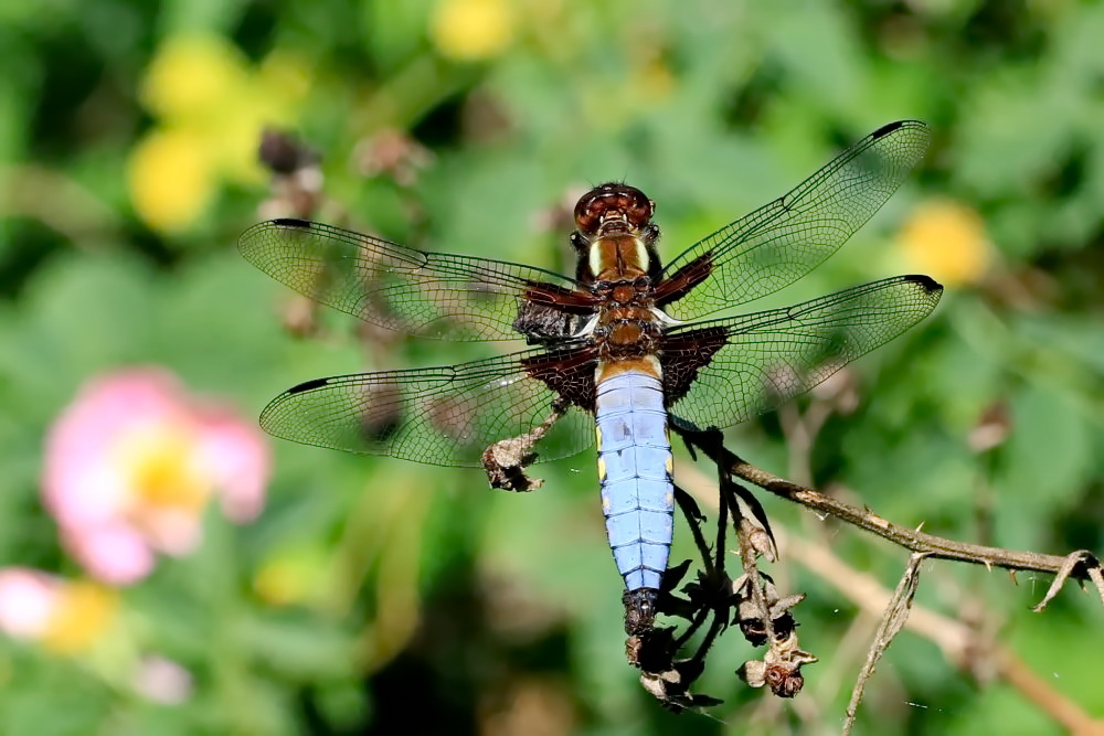 Der Plattbauch [Libellula depressa] - Männchen