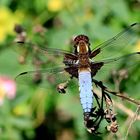 Der Plattbauch [Libellula depressa] - Männchen