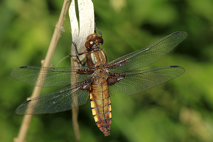 Der Plattbauch [Libellula depressa] - Weibchen