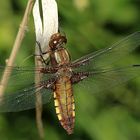 Der Plattbauch [Libellula depressa] - Weibchen