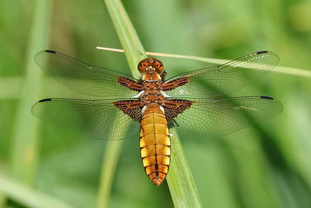 Der Plattbauch [Libellula depressa] - Weibchen