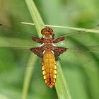 Der Plattbauch [Libellula depressa] - Weibchen