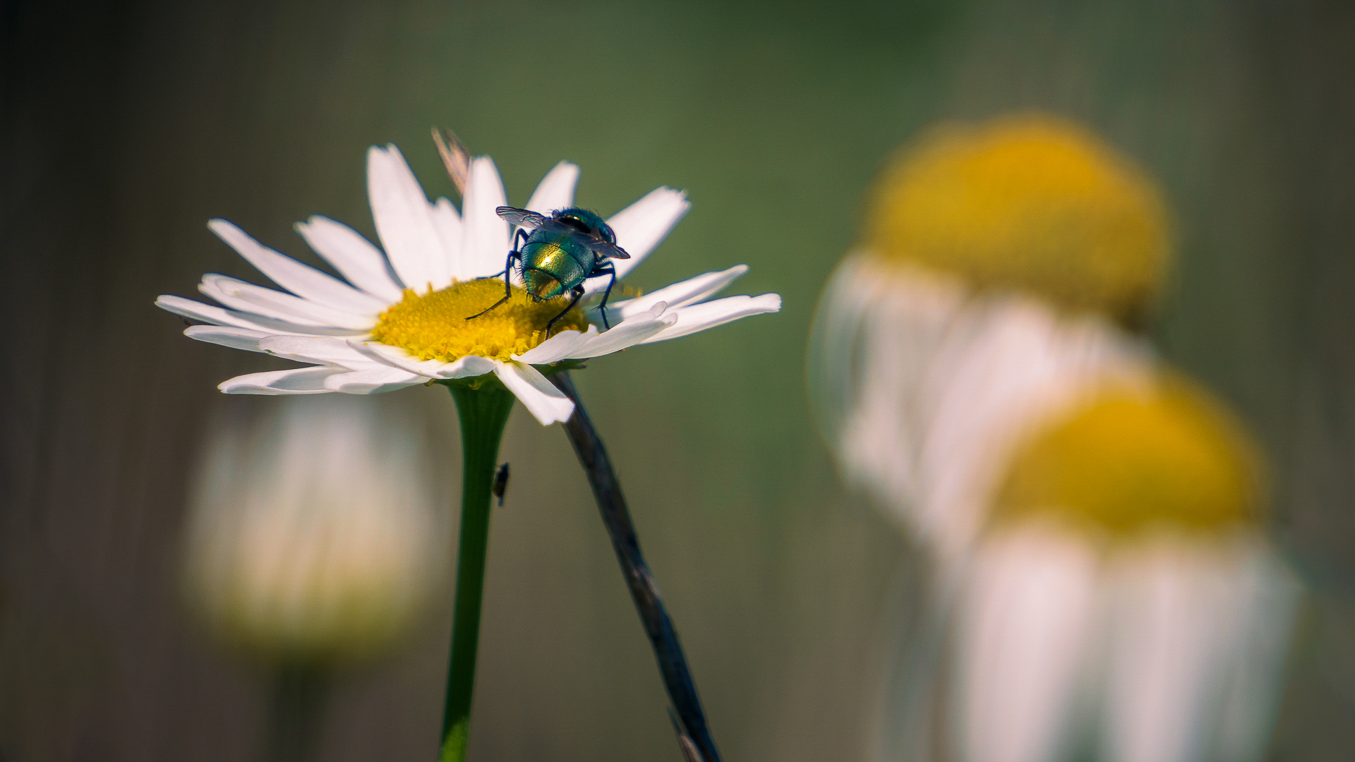 Der Platz an der Sonne