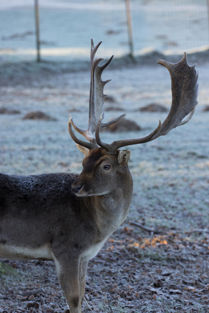 Der Platz Hirsch