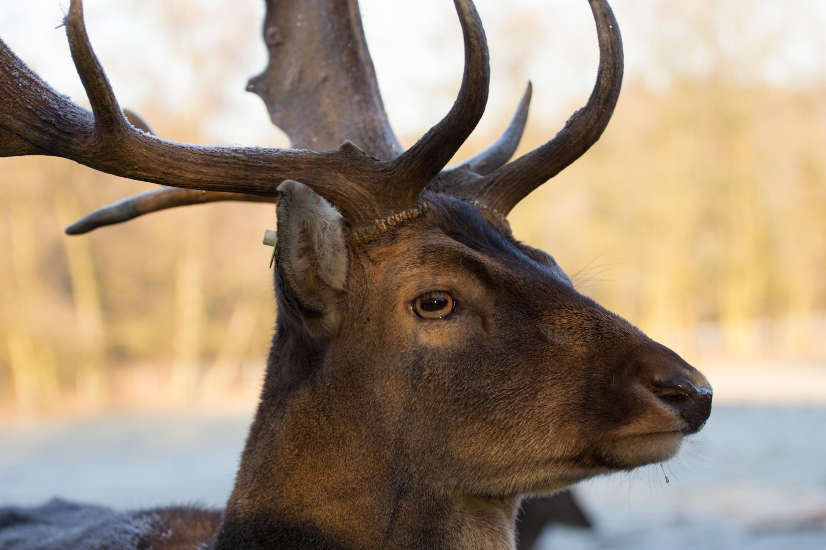 Der Platz Hirsch II