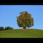 Der Platz unterm Baum