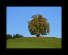 Der Platz unterm Baum