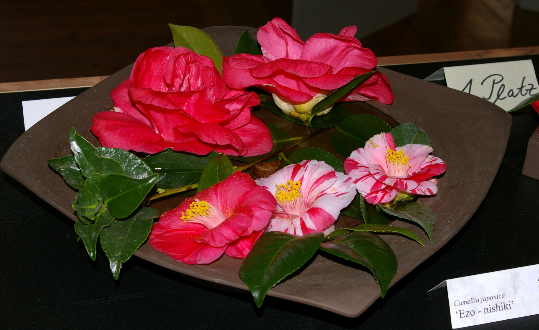 Der Platz1 Camellia Japonica