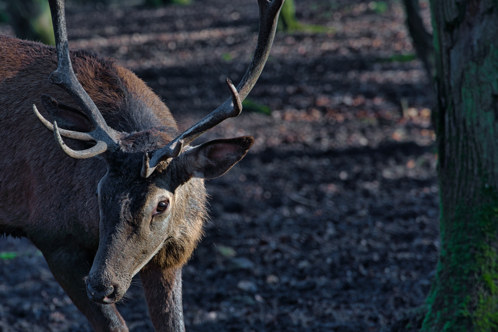 Der Platzhirsch