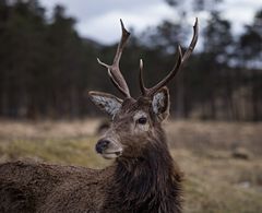 Der Platzhirsch