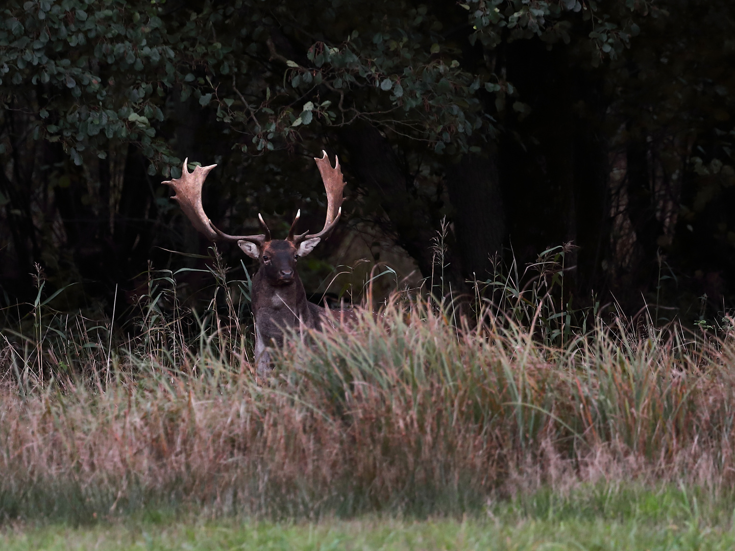 Der Platzhirsch 