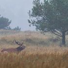 "Der Platzhirsch-1-"