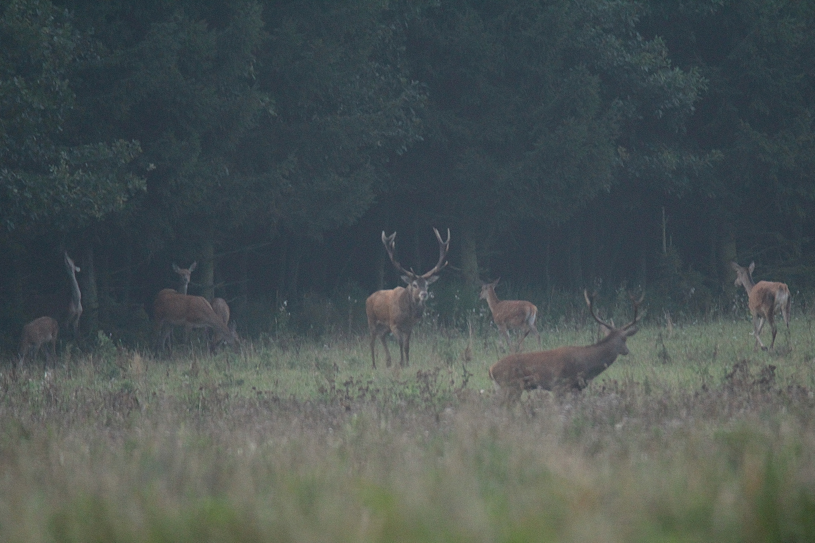 Der Platzhirsch