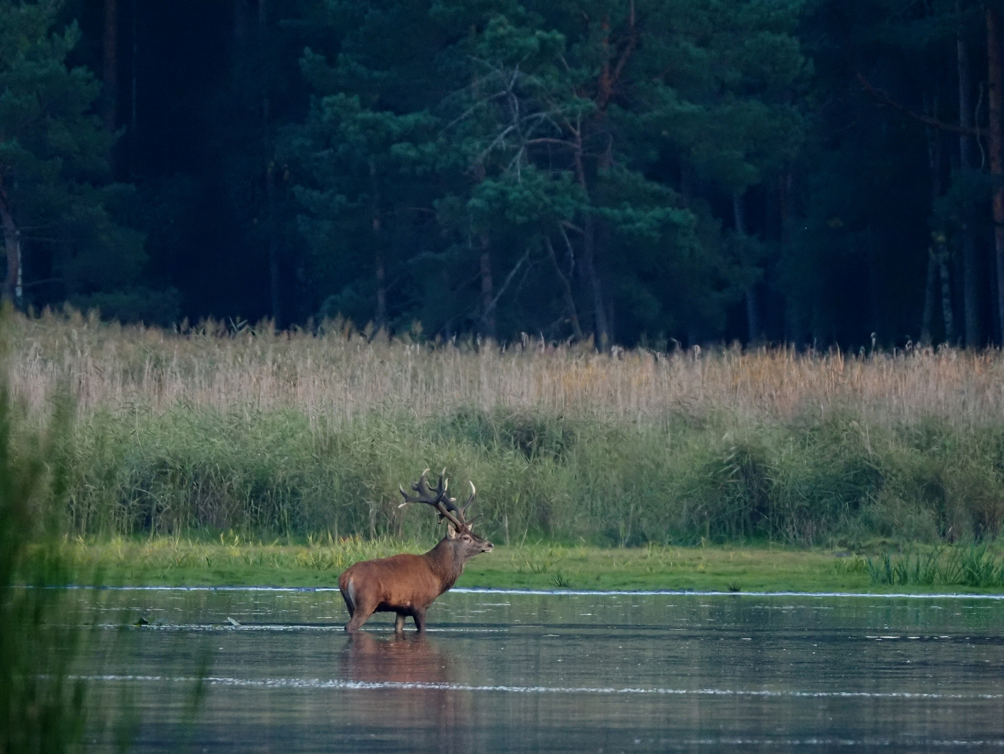 Der Platzhirsch