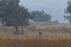 "Der Platzhirsch-2-"