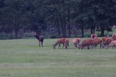 Der Platzhirsch