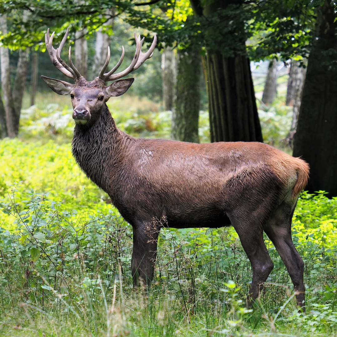 der Platzhirsch