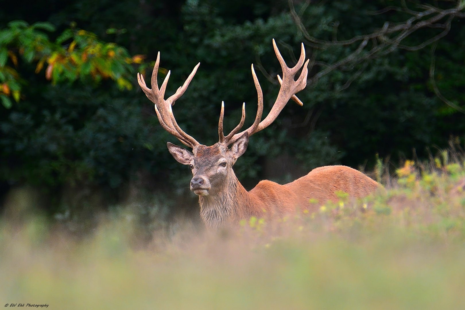 Der Platzhirsch...