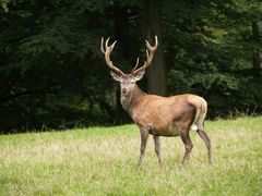 Der Platzhirsch