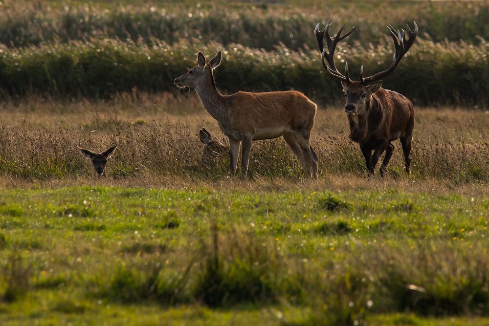 Der Platzhirsch