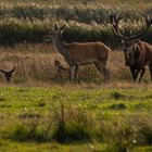 Der Platzhirsch