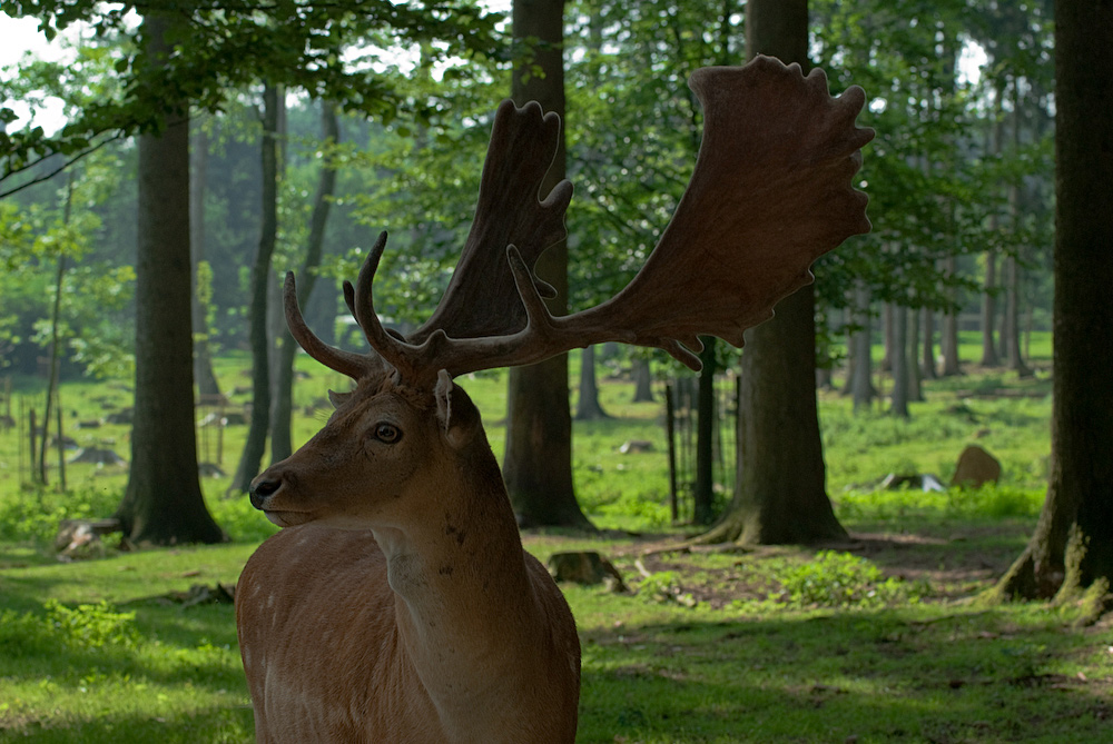 Der Platzhirsch...