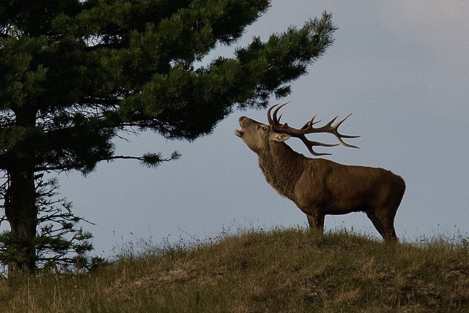 Der Platzhirsch 