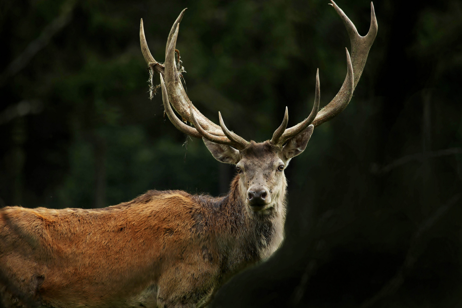 Der Platzhirsch