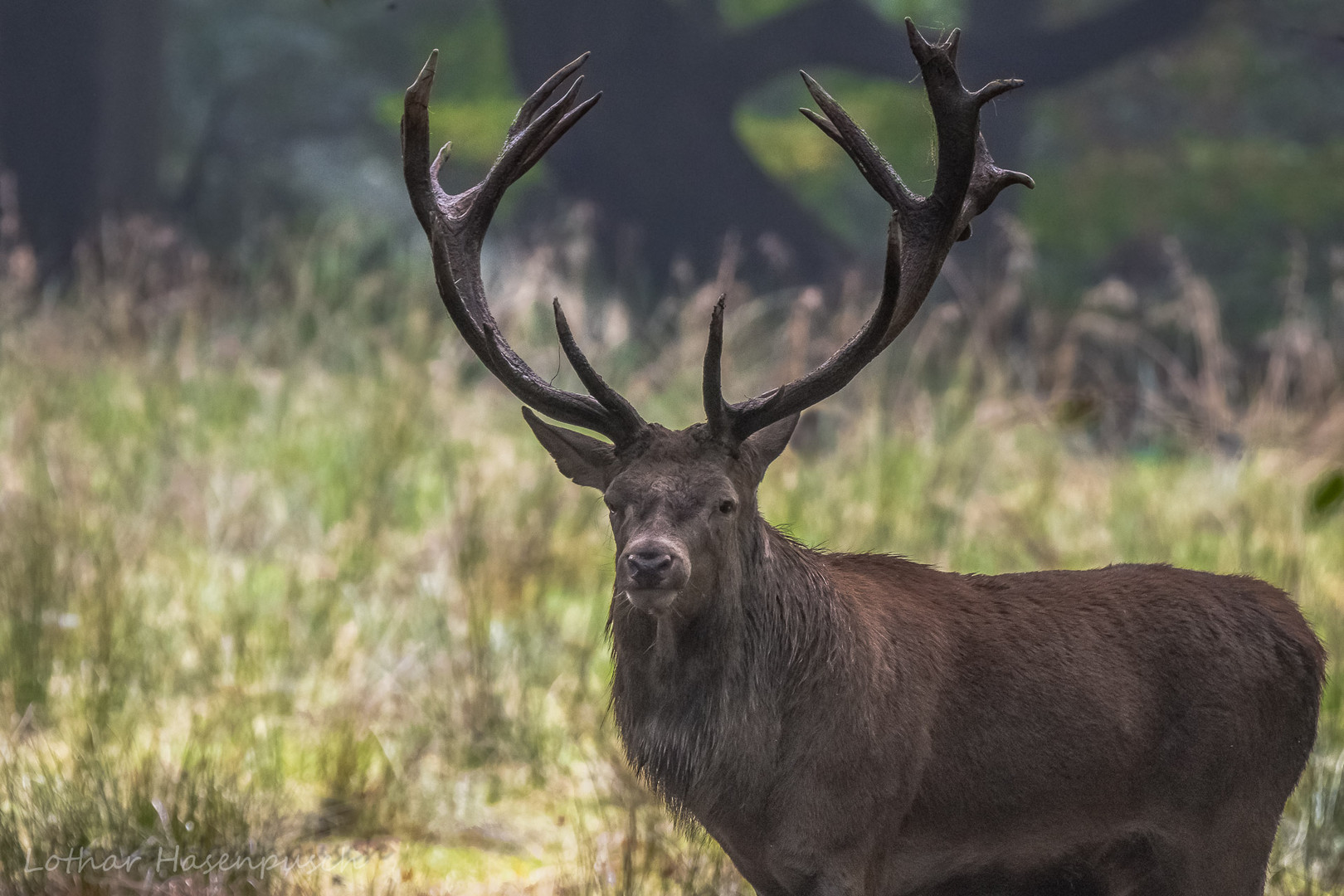 Der Platzhirsch