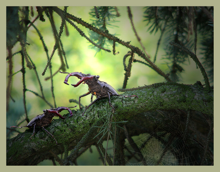 der Platzhirsch