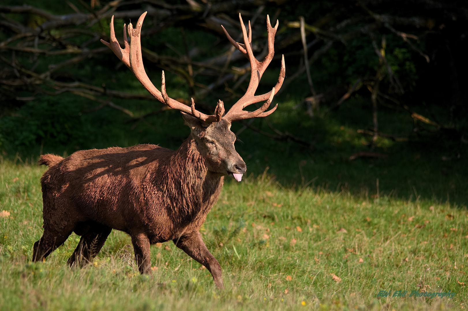 Der Platzhirsch...