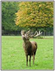 Der Platzhirsch....