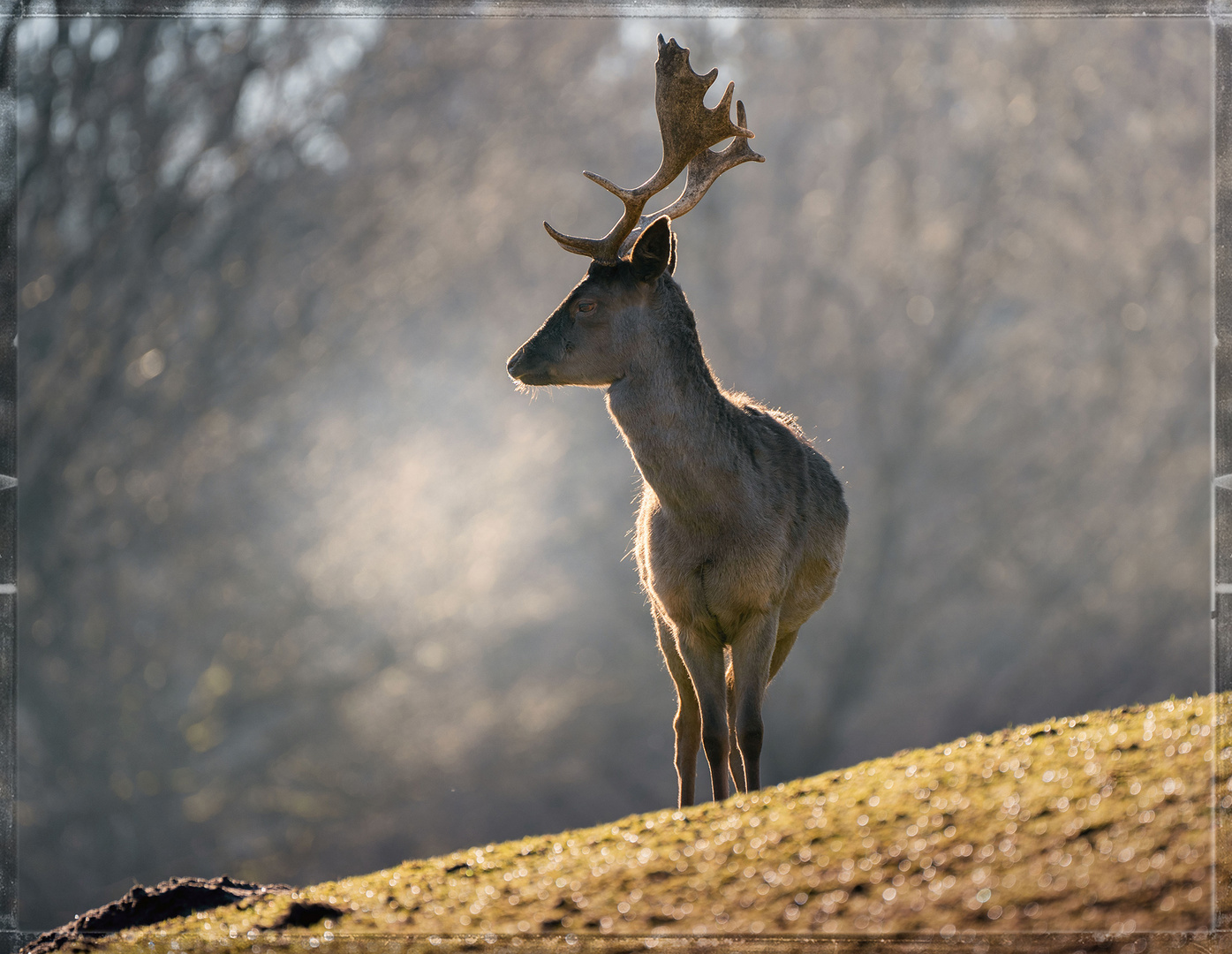 Der Platzhirsch