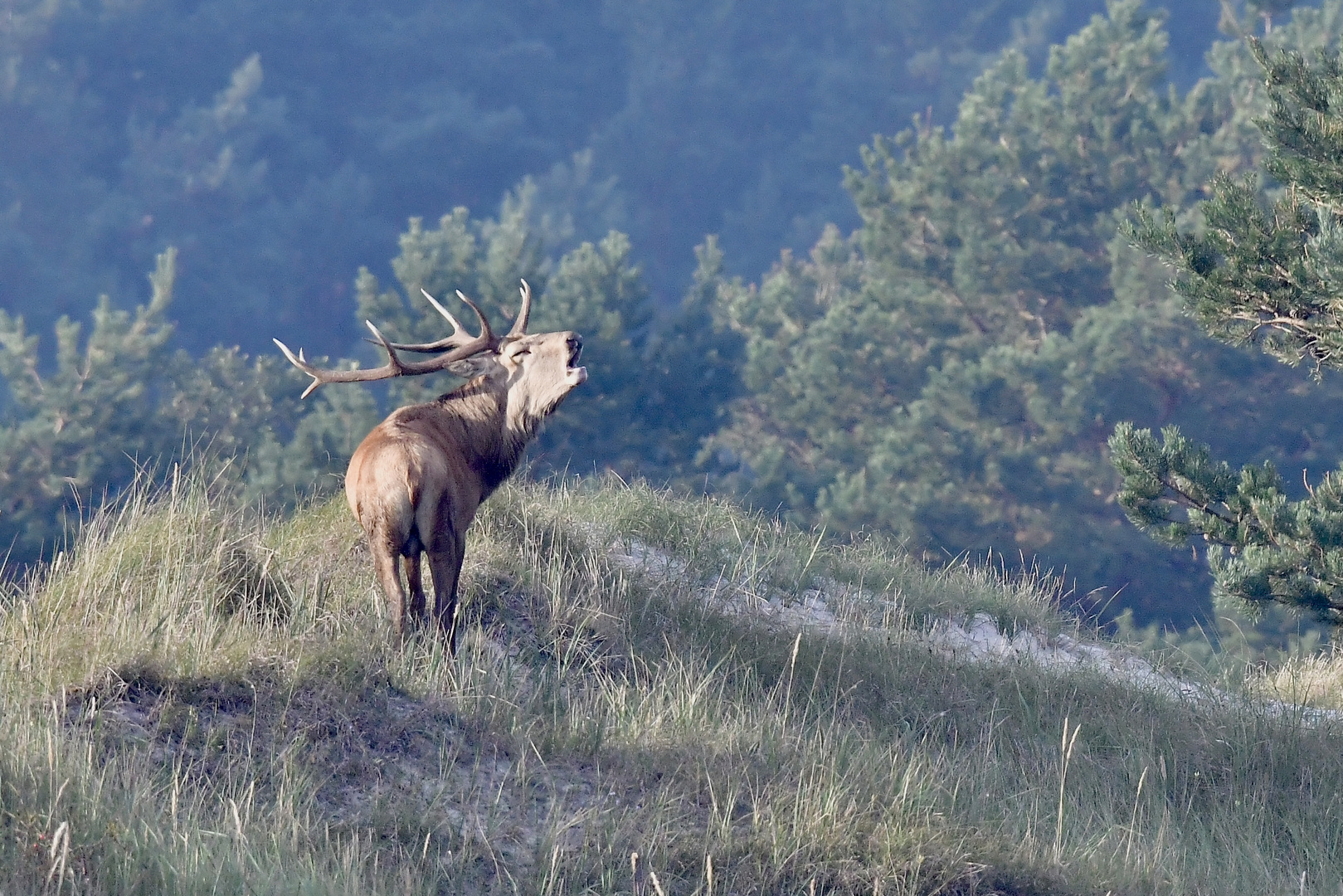 Der Platzhirsch 