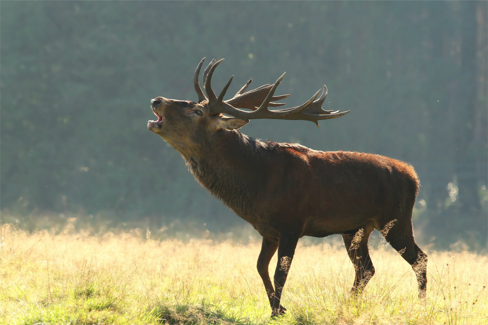 Der Platzhirsch...