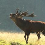 Der Platzhirsch...