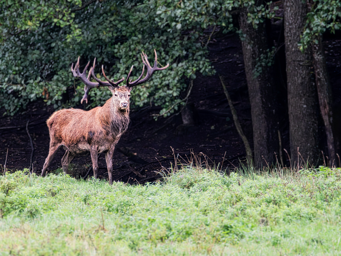 Der Platzhirsch