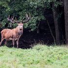 Der Platzhirsch